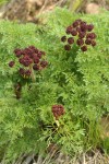 Fern-leaf Biscuit-root