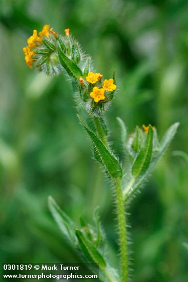 Amsinckia lycopsoides