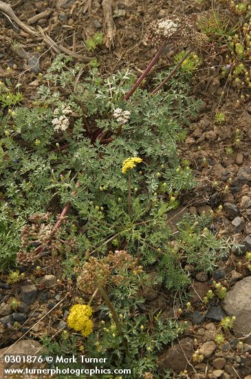Umtanum Ridge (yellow) & Canby's (white) Desert Parsleys
