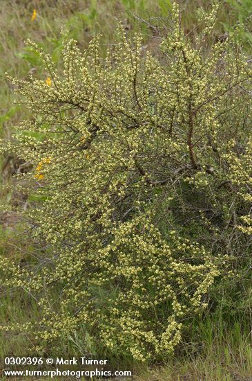 Purshia tridentata