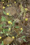 Lomatium nudicaule