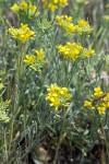 Physaria douglasii