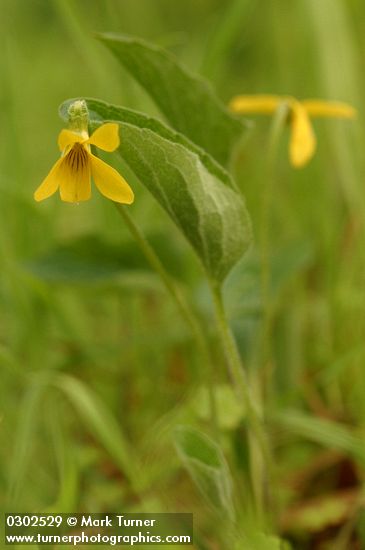 Prairie Violet