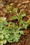 Pacific Black Snakeroot