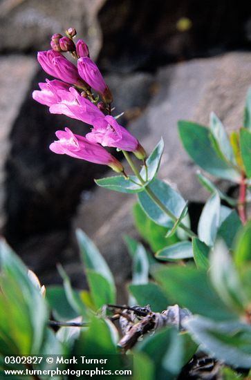 Penstemon barrettiae