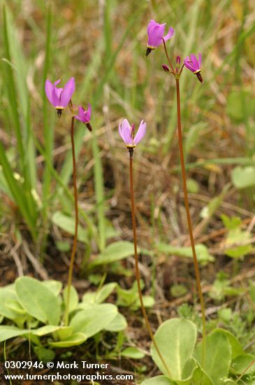Primula hendersonii