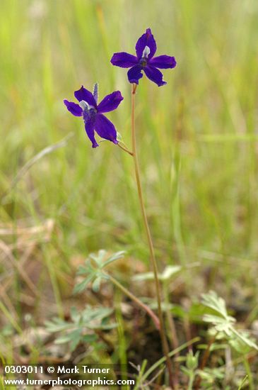 Delphinium