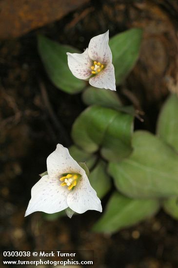 Viola primulifolia ssp. occidentalis