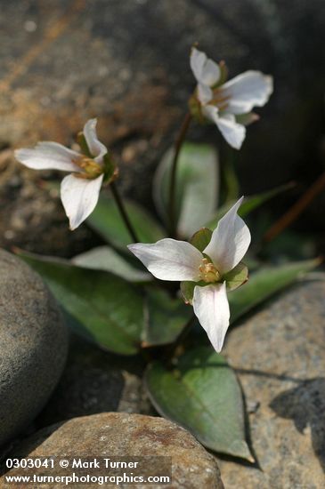 Viola primulifolia ssp. occidentalis