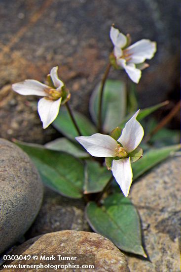 Viola primulifolia ssp. occidentalis