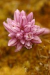 Small Onion blossoms detail