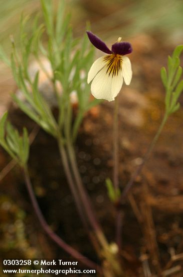 Viola hallii