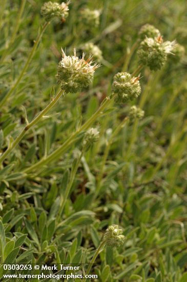 Phacelia corymbosa