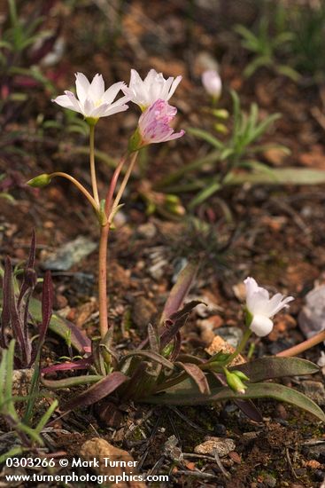 Lone Mountain Lewisia