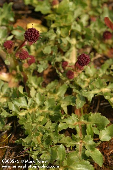 Purple Sanicle