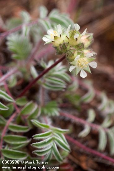 Horkelia daucifolia