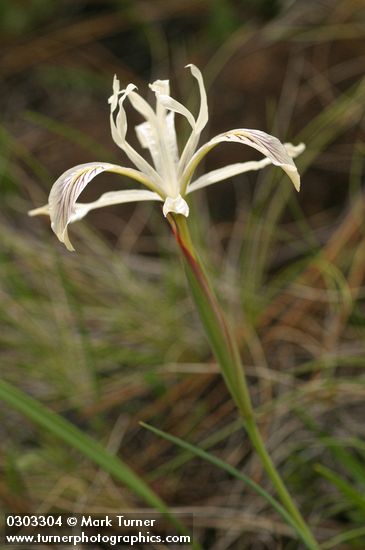 Iris chrysophylla