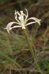 Slender-tubed Iris blossom