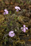 Spreading Phlox
