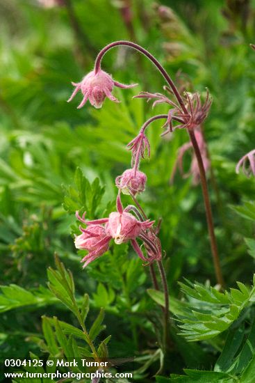 Geum triflorum