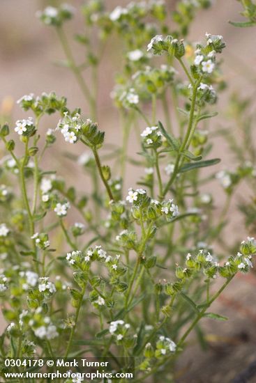 Wing-nut Cryptantha