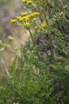 Cymopterus terebinthinus