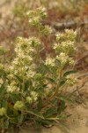 Silverleaf Phacelia