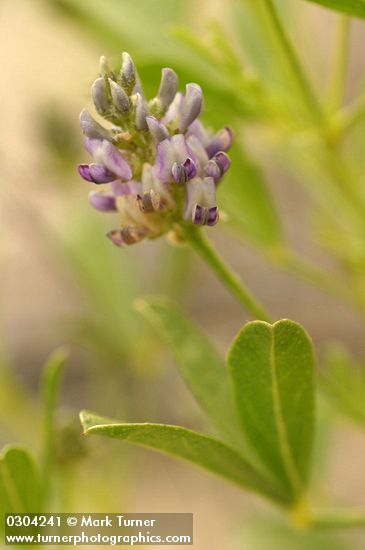 Ladeania lanceolata