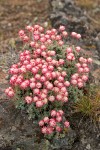 Thyme-leaf Desert Buckwheat