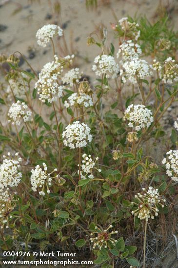 Abronia mellifera