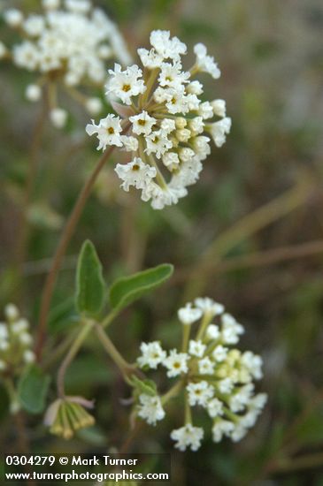 Abronia mellifera