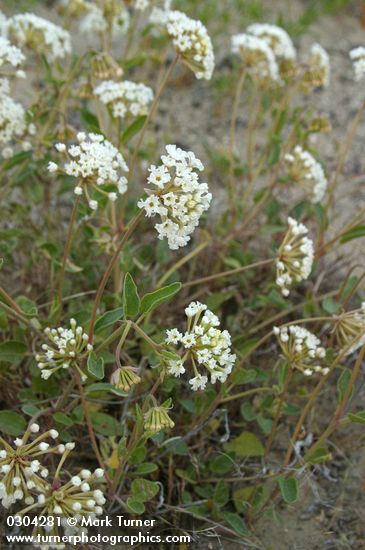 Abronia mellifera