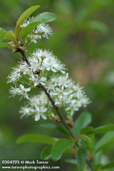 Bitter Cherry blossoms & foliage