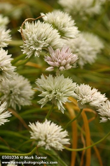 Allium madidum