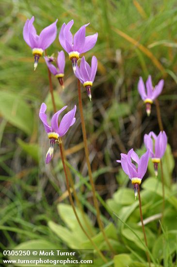 Primula pauciflora