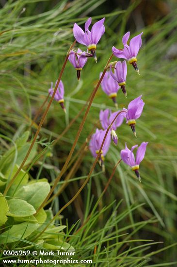 Primula pauciflora