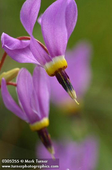 Primula pauciflora