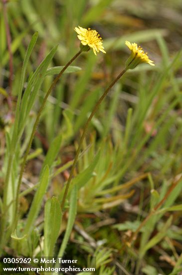 Agoseris heterophylla var. heterophylla