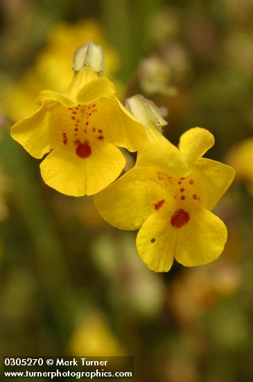Erythranthe guttata