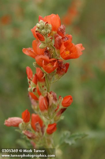Sphaeralcea munroana