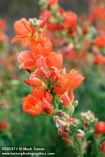 Sphaeralcea munroana