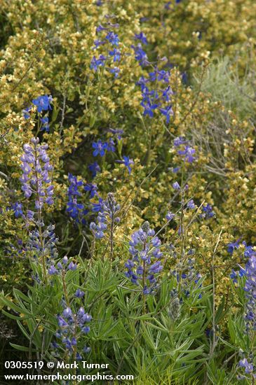 Purshia tridentata