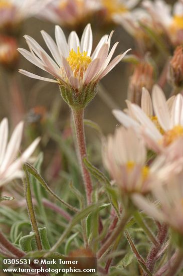 Townsendia florifera
