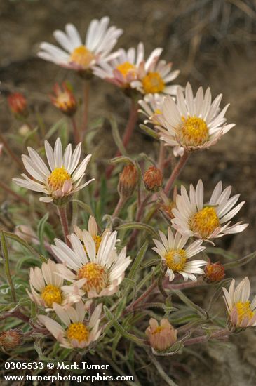 Townsendia florifera