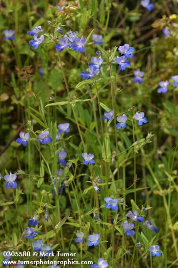 Collinsia grandiflora