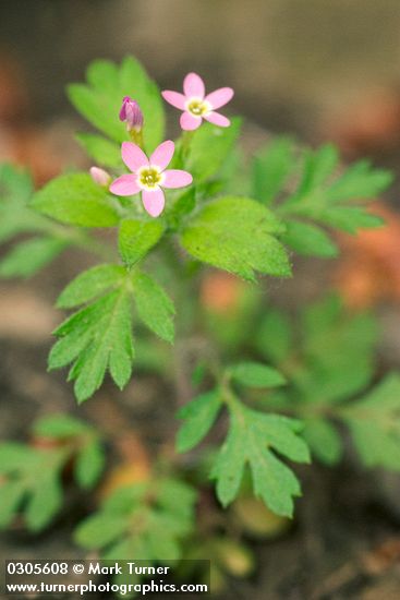 Varried-leaf Collomia