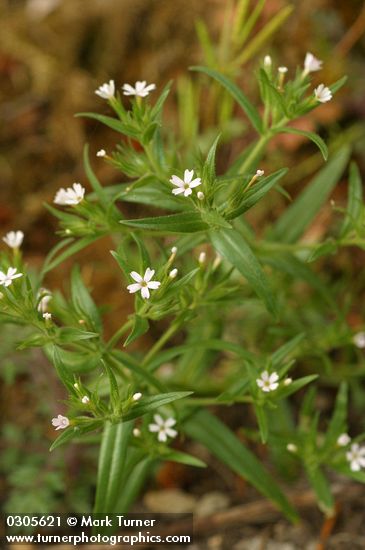 Midget Phlox