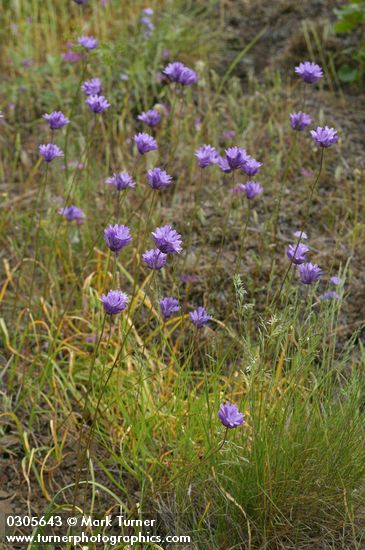 Dichelostemma congestum