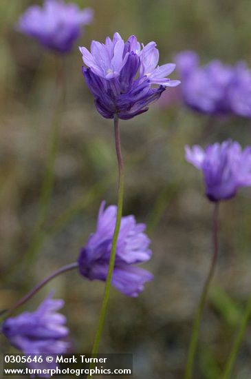 Dichelostemma congestum