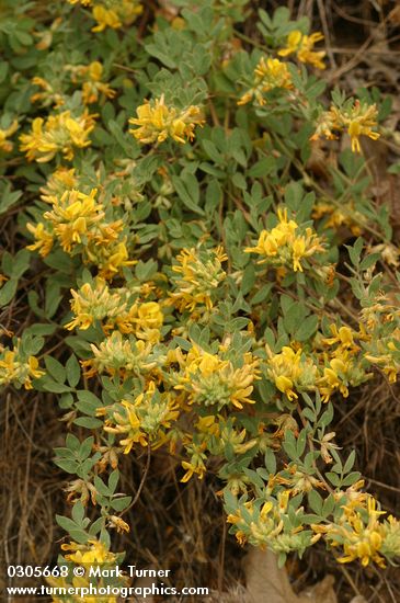 Acmispon decumbens